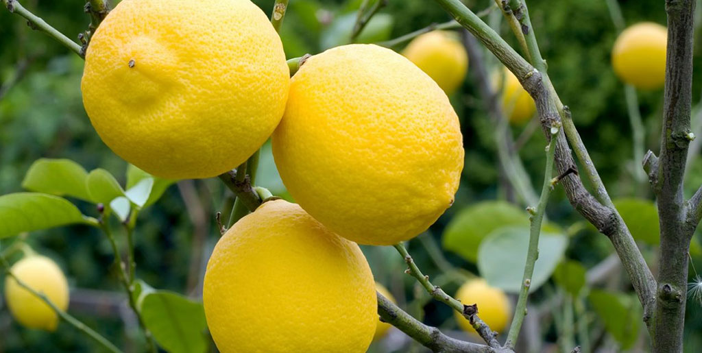 Göbek Bölgesi Yağlanmasına Son Veren 4 Besin 1 Limon