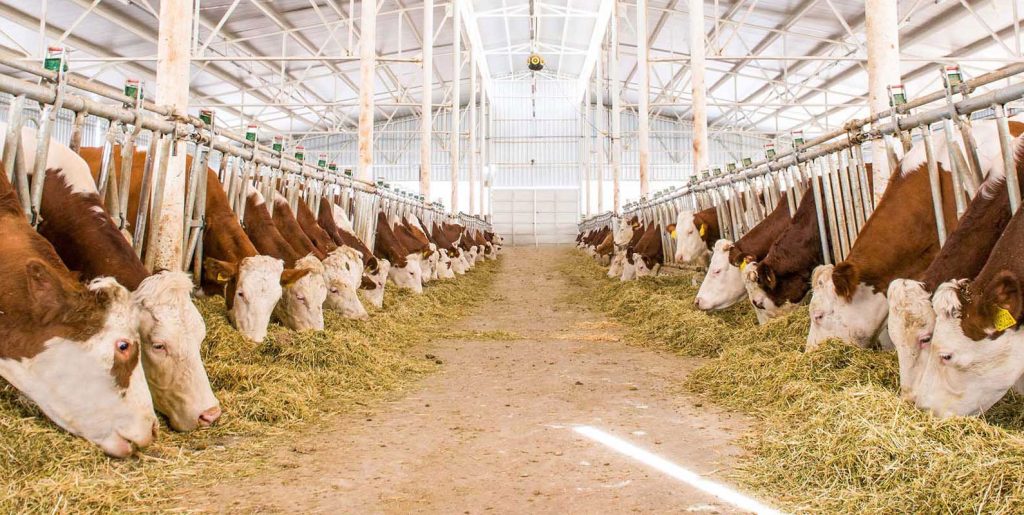 Besicileri sevindiren karar... Destek süresi uzatıldı