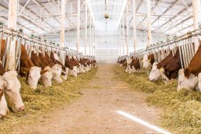 Besicileri sevindiren karar... Destek süresi uzatıldı 3 Besicileri sevindiren karar... Destek süresi uzatıldı
