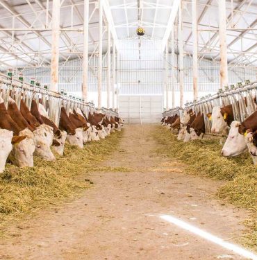 Besicileri sevindiren karar... Destek süresi uzatıldı