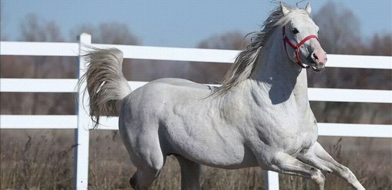 Türkiye'nin Aygır Sperması İhracatında İlk Adres: Katar 1 TİGEM Aygır Sperması