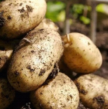 İstanbul'da Patates Fiyatları Gözle Görülür Artış Kaydetti 9 Patates Fiyatları