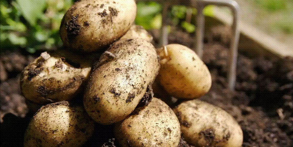 İstanbul'da Patates Fiyatları Gözle Görülür Artış Kaydetti 2 Patates Fiyatları