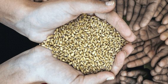 Mayıs Ayında Küresel Gıda Fiyatları Gerileyerek Yüzde 2.6 Azaldı