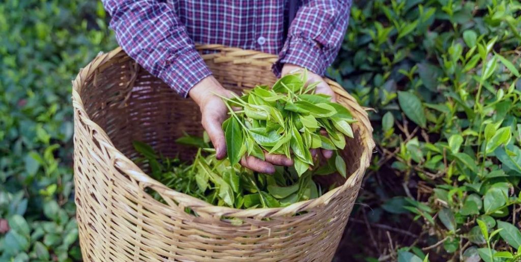 Rize Çay ihracatı