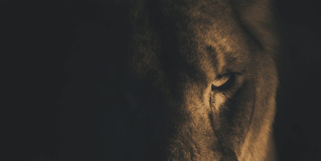 Aslan