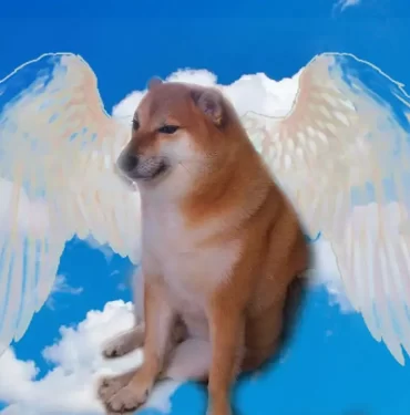 Dogecoin'in Maskotu Kabosu Hayata Veda Etti 5 dogecoinin-maskotu-kabosu-hayata-veda-etti-66OsDR1L.jpg