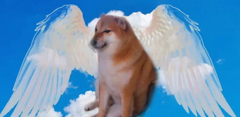 Dogecoin'in Maskotu Kabosu Hayata Veda Etti 1 dogecoinin-maskotu-kabosu-hayata-veda-etti-66OsDR1L.jpg