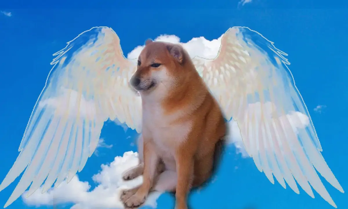 Dogecoin'in Maskotu Kabosu Hayata Veda Etti 3 dogecoinin-maskotu-kabosu-hayata-veda-etti-66OsDR1L.jpg