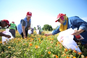 Gazi Köylerde Şifa Çiçekleri Açıyor Projesi 6 gazi-koylerde-sifa-cicekleri-aciyor-projesi-zCUTYrNr.jpg