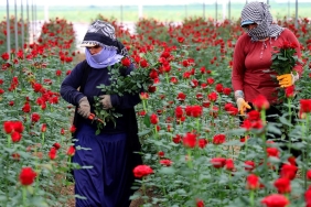 Gül Hasadı ve Talep 2 gul-hasadi-ve-talep-vRtOCPrA.jpg