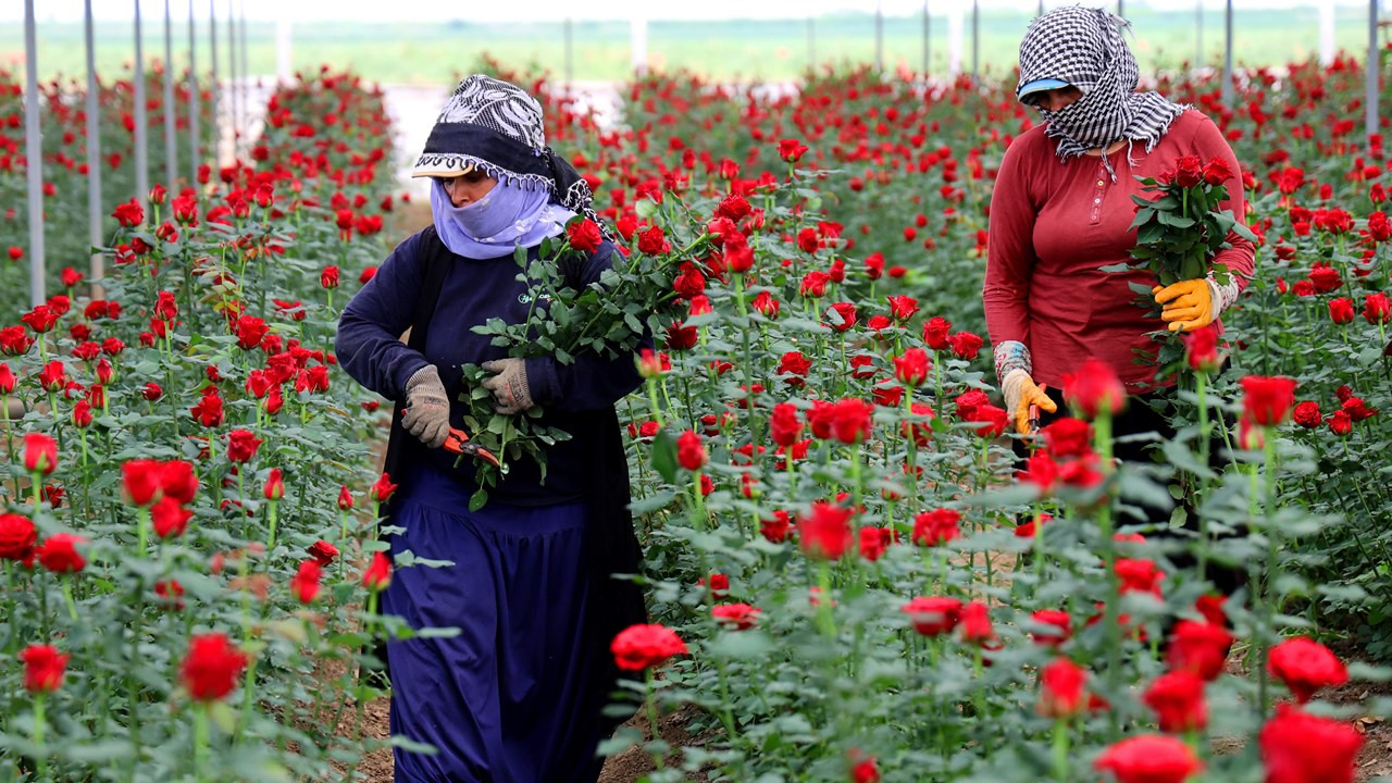 Gül Hasadı ve Talep 2 gul-hasadi-ve-talep-vRtOCPrA.jpg
