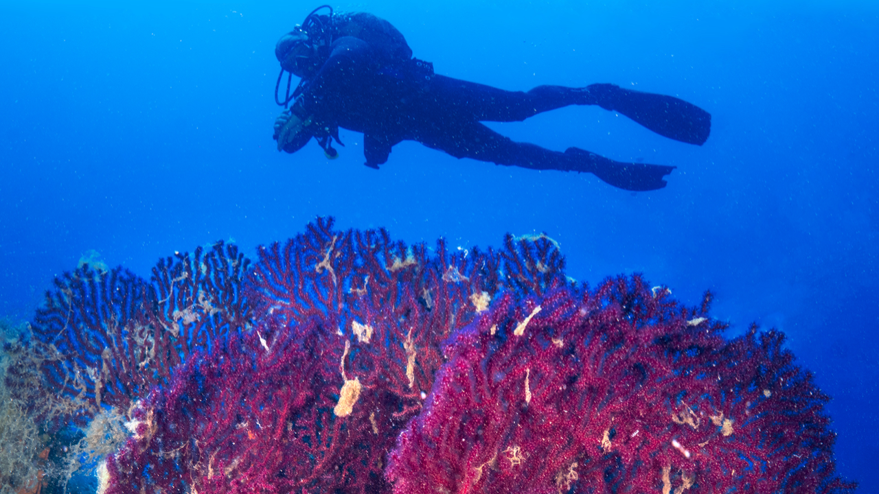 Su Altı Keşifleri Ayvalık: Mercanlar ve Zenginlikler 2 su-alti-kesifleri-ayvalik-mercanlar-ve-zenginlikler-dWpzDmSA.png