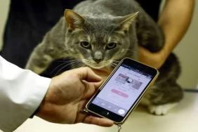 Japonya’dan Kediler İçin Yenilikçi Çözüm: "CatsMe!" Uygulaması ile Ağrı Tespiti 2 japonyadan-kediler-icin-yenilikci-cozum-catsme-uygulamasi-ile-agri-tespiti-Vr5lBZi9.jpg