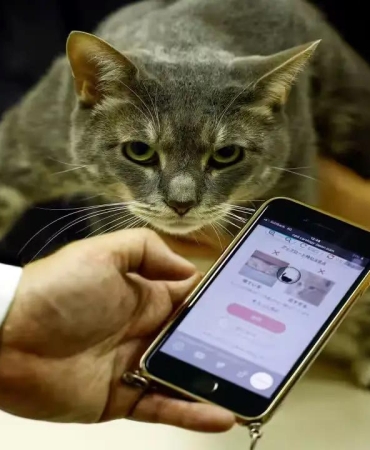 Japonya’dan Kediler İçin Yenilikçi Çözüm: "CatsMe!" Uygulaması ile Ağrı Tespiti 10 japonyadan-kediler-icin-yenilikci-cozum-catsme-uygulamasi-ile-agri-tespiti-Vr5lBZi9.jpg