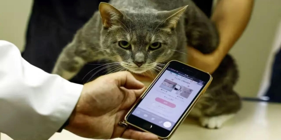 Japonya’dan Kediler İçin Yenilikçi Çözüm: “CatsMe!” Uygulaması ile Ağrı Tespiti