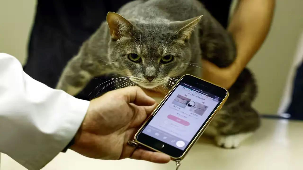 Japonya’dan Kediler İçin Yenilikçi Çözüm: "CatsMe!" Uygulaması ile Ağrı Tespiti 2 japonyadan-kediler-icin-yenilikci-cozum-catsme-uygulamasi-ile-agri-tespiti-Vr5lBZi9.jpg