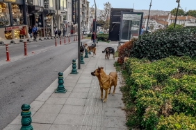 Kuduz Vakalarının Önlenmesi ve Sahipsiz Köpek Popülasyonu 9 kuduz-vakalarinin-onlenmesi-ve-sahipsiz-kopek-populasyonu-1V3TSWTq.jpg