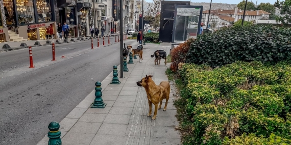 Kuduz Vakalarının Önlenmesi ve Sahipsiz Köpek Popülasyonu
