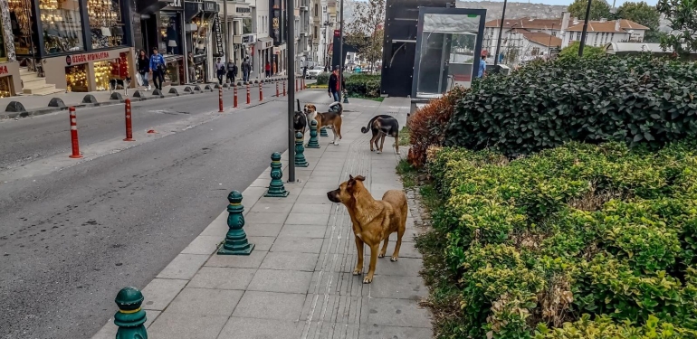 Kuduz Vakalarının Önlenmesi ve Sahipsiz Köpek Popülasyonu 6 kuduz-vakalarinin-onlenmesi-ve-sahipsiz-kopek-populasyonu-1V3TSWTq.jpg