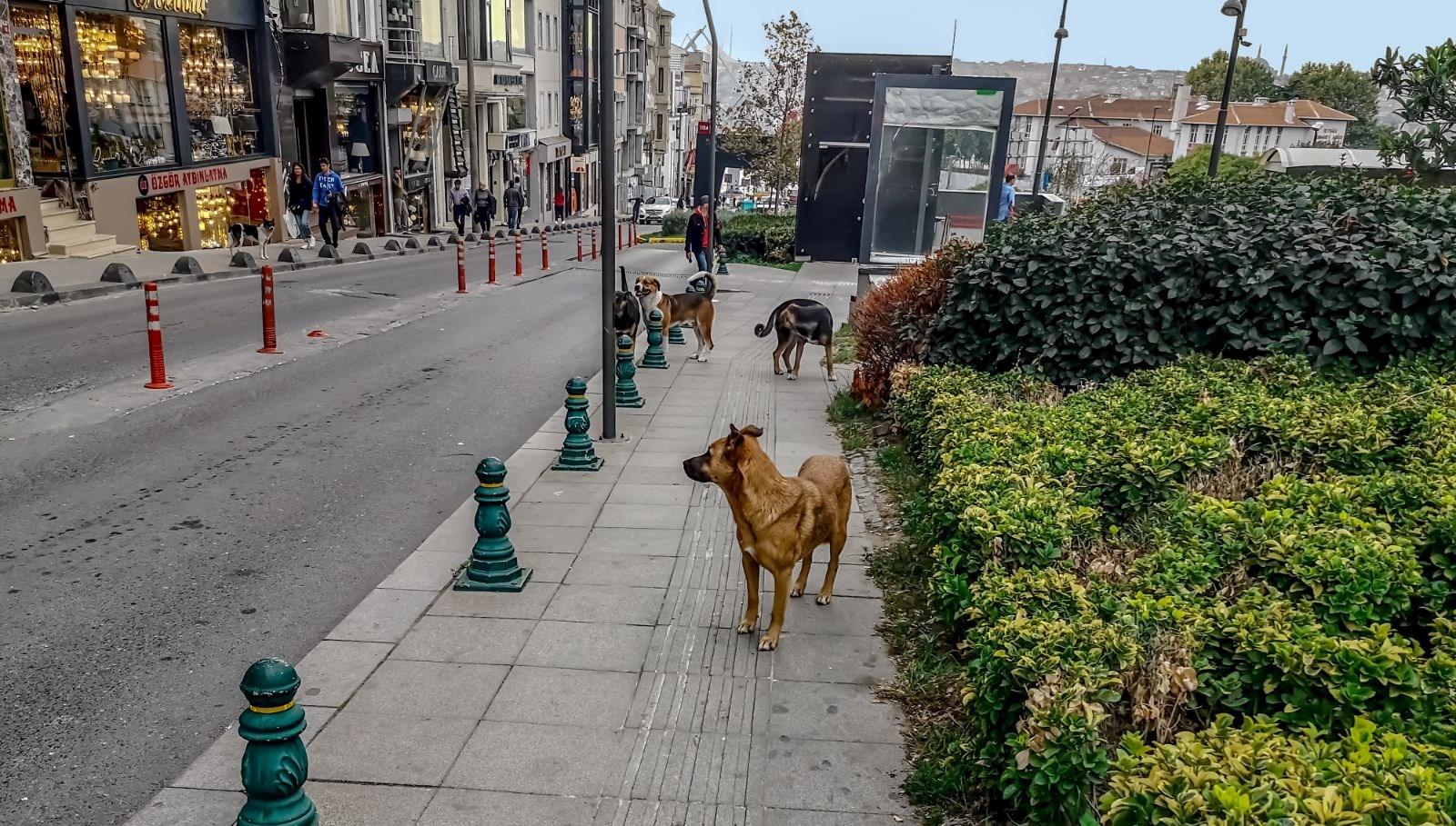 Kuduz Vakalarının Önlenmesi ve Sahipsiz Köpek Popülasyonu 2 kuduz-vakalarinin-onlenmesi-ve-sahipsiz-kopek-populasyonu-1V3TSWTq.jpg