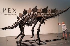 Dünyanın En Değerli Dinozor Fosili 'Apex' 44,6 Milyon Dolara Satıldı 5 dunyanin-en-degerli-dinozor-fosili-apex-446-milyon-dolara-satildi-2FPpG6nu.jpg
