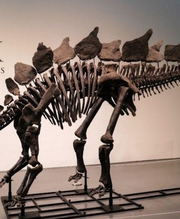 Dünyanın En Değerli Dinozor Fosili 'Apex' 44,6 Milyon Dolara Satıldı 4 dunyanin-en-degerli-dinozor-fosili-apex-446-milyon-dolara-satildi-2FPpG6nu.jpg