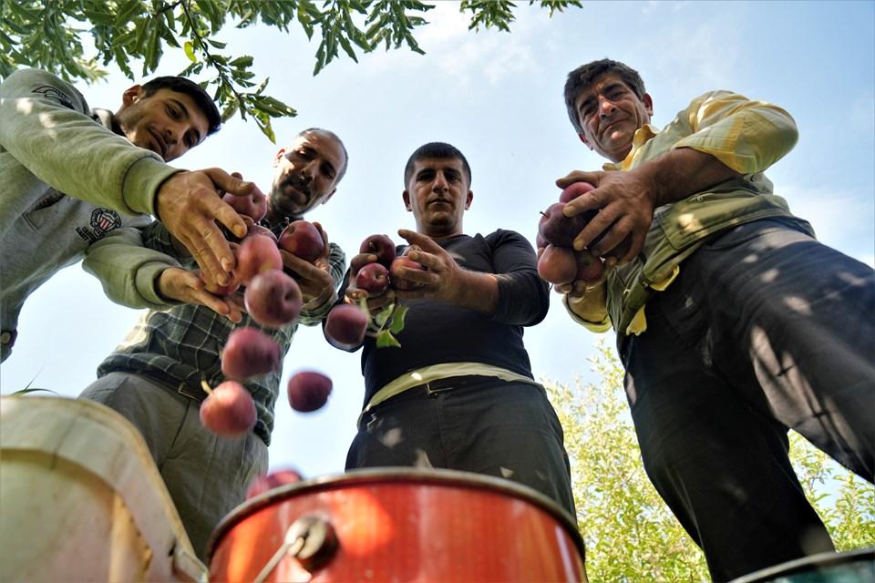 Elma Hasadı: 25 Milyon Lira Kazançla Baharın Gelmesi! 1 Muş Ovası'nda Elma Hasadı Başladı