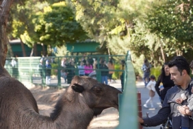 Gaziantep Doğal Yaşam Parkı: 4,2 Milyon Ziyaretçinin Sırrı Ne? 6 gaziantep-dogal-yasam-parki-42-milyon-ziyaretcinin-sirri-ne-eVquEHHz.jpg