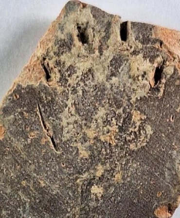 kedilerin-binlerce-yil-once-yaptigi-sasirtici-hareket-en-eski-pati-izinin-kesfi-Y2M5RO31.jpg