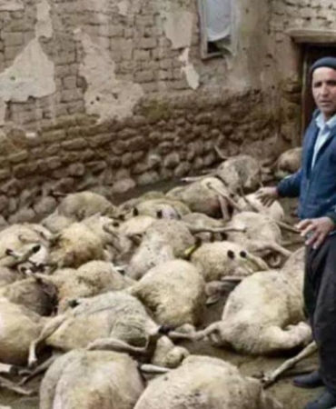 Kurt Saldırısında Sürünün Neredeyse Tamamen Yok Olması 10 kurt-saldirisinda-surunun-neredeyse-tamamen-yok-olmasi-K6YUSFKi.jpg