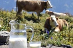 Çiğ Süt Üretim Maliyeti Kasım'da Şok Etti: 19,25 TL! 2 cig-sut-uretim-maliyeti-kasimda-sok-etti-1925-tl-vAwMfYOn.jpg