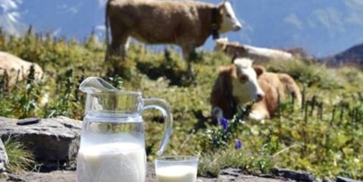 Çiğ Süt Üretim Maliyeti Kasım'da Şok Etti: 19,25 TL! 2 cig-sut-uretim-maliyeti-kasimda-sok-etti-1925-tl-vAwMfYOn.jpg