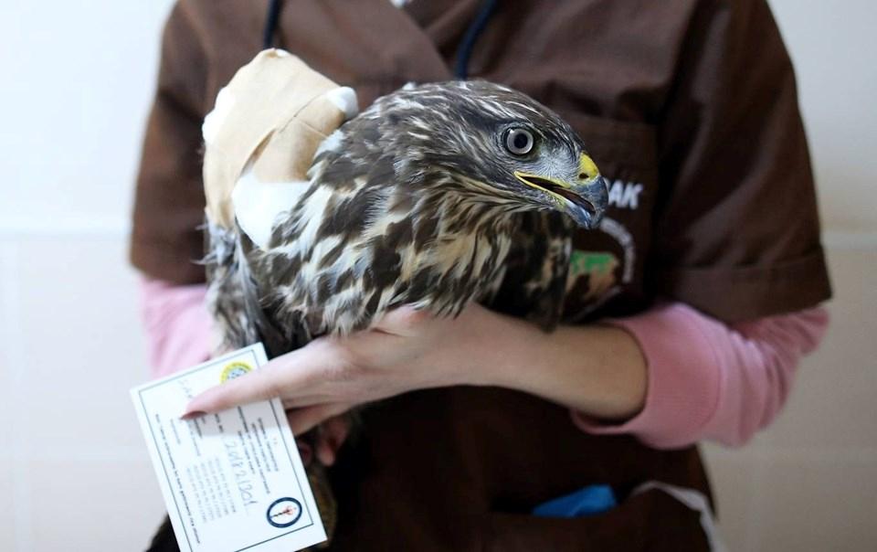 İstanbul'da Eşsiz Bir Hastane: Kobra, Tarantula, Iguana, Piton ve Diğer İlginç Misafirler 1 Cerrahpaşa Veteriner Fakültesi Araştırma ve Uygulama Hastanesi
