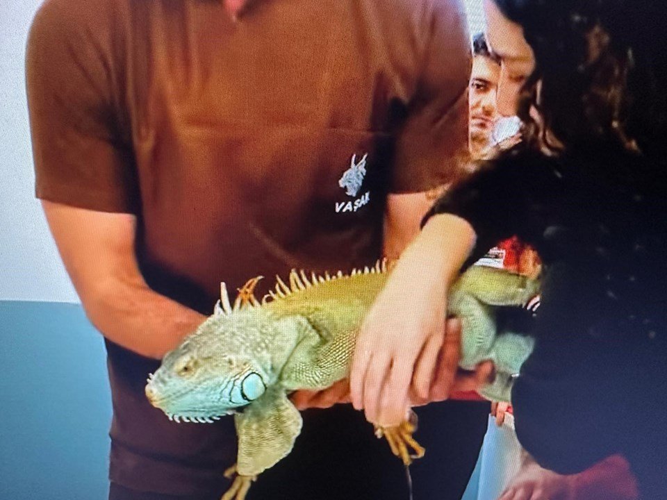 İstanbul'da Eşsiz Bir Hastane: Kobra, Tarantula, Iguana, Piton ve Diğer İlginç Misafirler 2 İstanbul'da Eşsiz Bir Hastane: Kobra, Tarantula, Iguana, Piton ve Diğer İlginç Misafirler
