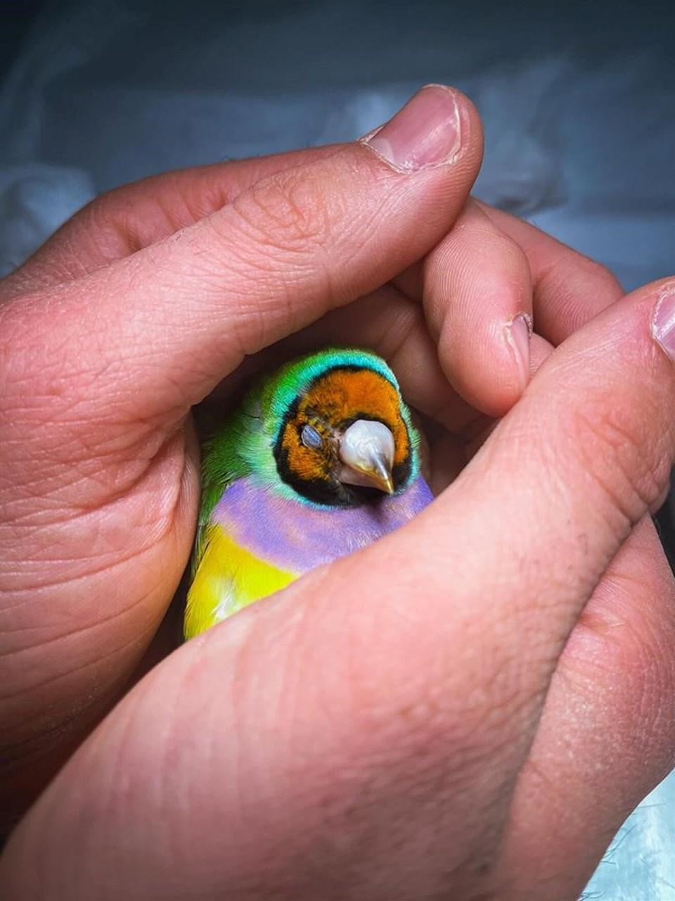 İstanbul'da Eşsiz Bir Hastane: Kobra, Tarantula, Iguana, Piton ve Diğer İlginç Misafirler 3 İstanbul'da Eşsiz Bir Hastane: Kobra, Tarantula, Iguana, Piton ve Diğer İlginç Misafirler