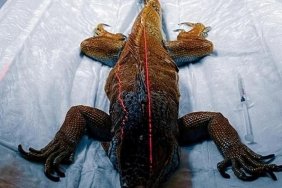İstanbul'da Eşsiz Bir Hastane: Kobra, Tarantula, Iguana, Piton ve Diğer İlginç Misafirler 1 istanbulda-essiz-bir-hastane-kobra-tarantula-iguana-piton-ve-diger-ilginc-misafirler-ZLiy2Yv9.jpg