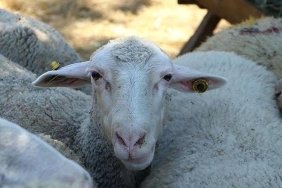 Fas'ta Kurban Bayramı Şok Gelişmeyle İptal Edildi: Kurban Kesim Geleneği Sona Erdi! 5 fasta-kurban-bayrami-sok-gelismeyle-iptal-edildi-kurban-kesim-gelenegi-sona-erdi-xsLHTd6i.jpg