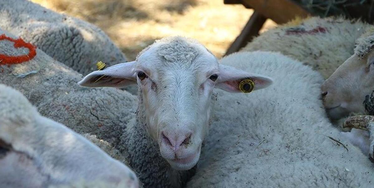 Fas'ta Kurban Bayramı Şok Gelişmeyle İptal Edildi: Kurban Kesim Geleneği Sona Erdi! 2 fasta-kurban-bayrami-sok-gelismeyle-iptal-edildi-kurban-kesim-gelenegi-sona-erdi-xsLHTd6i.jpg