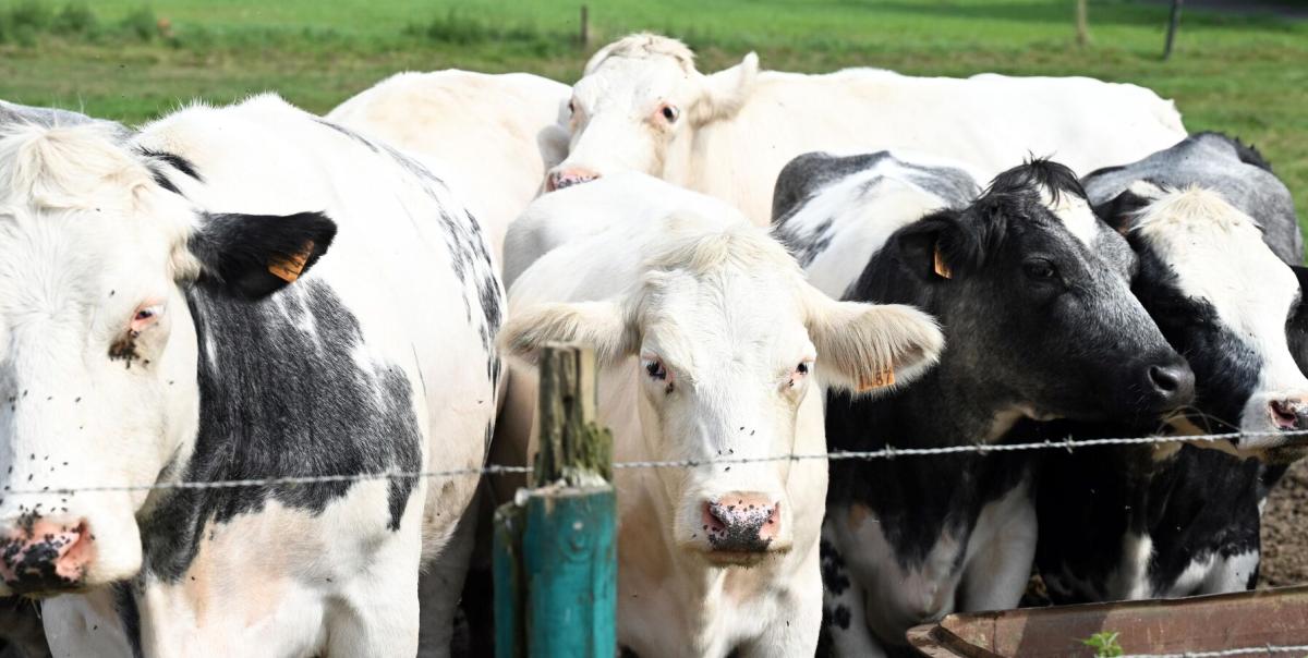 Kuş Gribinin Karanlık Yüzü: Yeni Tehlike Çiftlikleri Sarsıyor! 2 kus-gribinin-karanlik-yuzu-yeni-tehlike-ciftlikleri-sarsiyor-12IgdGUG.jpg