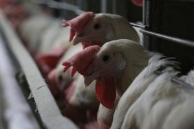 New York'ta Kuş Gribi Alarmı: Tavuk Satışları Bir Haftalık Süreyle Durduruldu! 4 new-yorkta-kus-gribi-alarmi-tavuk-satislari-bir-haftalik-sureyle-durduruldu-WWBmTZ5V.jpg
