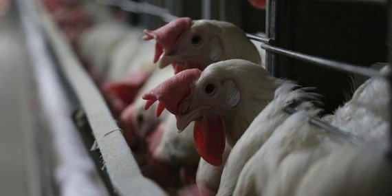 New York’ta Kuş Gribi Alarmı: Tavuk Satışları Bir Haftalık Süreyle Durduruldu!