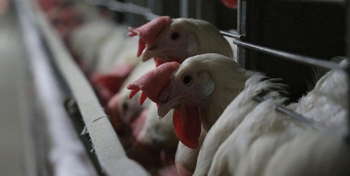 New York'ta Kuş Gribi Alarmı: Tavuk Satışları Bir Haftalık Süreyle Durduruldu! 2 new-yorkta-kus-gribi-alarmi-tavuk-satislari-bir-haftalik-sureyle-durduruldu-WWBmTZ5V.jpg