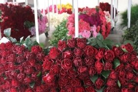 Serada 24 Lira Olan Çiçek, Çiçekçide 150 Lira! Fiyat Farkı Şok Edici! 5 serada-24-lira-olan-cicek-cicekcide-150-lira-fiyat-farki-sok-edici-9ZpuLX6e.jpg