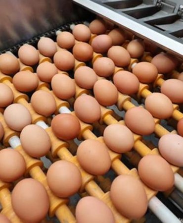 ABD, Yumurta Krizine Karşı Türkiye'den İthalata Başladı 9 abd-yumurta-krizine-karsi-turkiyeden-ithalata-basladi-5Di6ZLdG.jpg