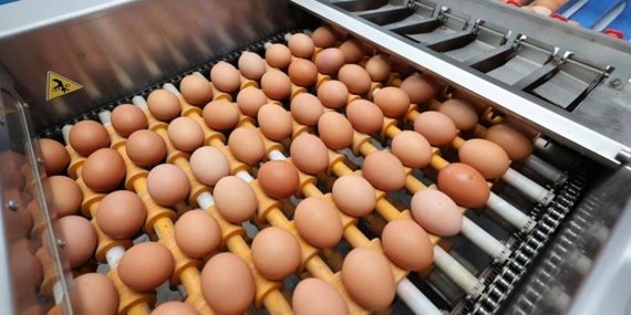 ABD, Yumurta Krizine Karşı Türkiye’den İthalata Başladı
