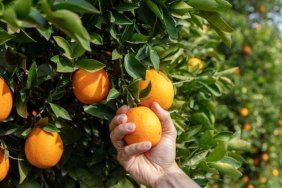 Bu Yıl Uluslararası Portakal Çiçeği Karnavalı'nda Neler Olacak? Kayıtlar Başladı! Kaçırmayın! 5 bu-yil-uluslararasi-portakal-cicegi-karnavalinda-neler-olacak-kayitlar-basladi-kacirmayin-G1xBmk3K.jpg