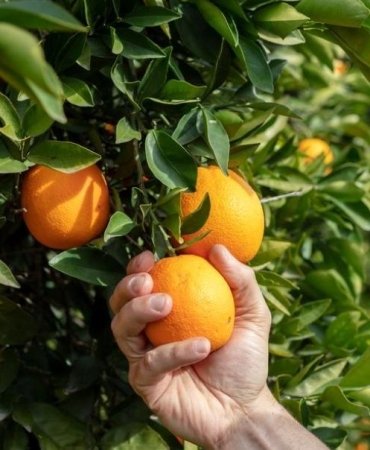 Bu Yıl Uluslararası Portakal Çiçeği Karnavalı'nda Neler Olacak? Kayıtlar Başladı! Kaçırmayın! 2 bu-yil-uluslararasi-portakal-cicegi-karnavalinda-neler-olacak-kayitlar-basladi-kacirmayin-G1xBmk3K.jpg