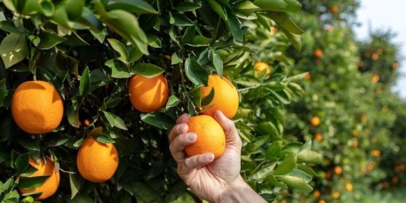Bu Yıl Uluslararası Portakal Çiçeği Karnavalı’nda Neler Olacak? Kayıtlar Başladı! Kaçırmayın!