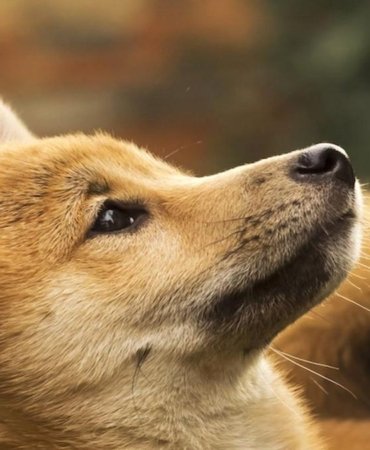 Dogecoin Madenciliği Yapan Z Squared, Coeptis ile Birleşiyor Kripto Odaklı Dev Bir Haline Geliyor 3 dogecoin-madenciligi-yapan-z-squared-coeptis-ile-birlesiyor-kripto-odakli-dev-bir-haline-geliyor-hX9BdhrR.jpg